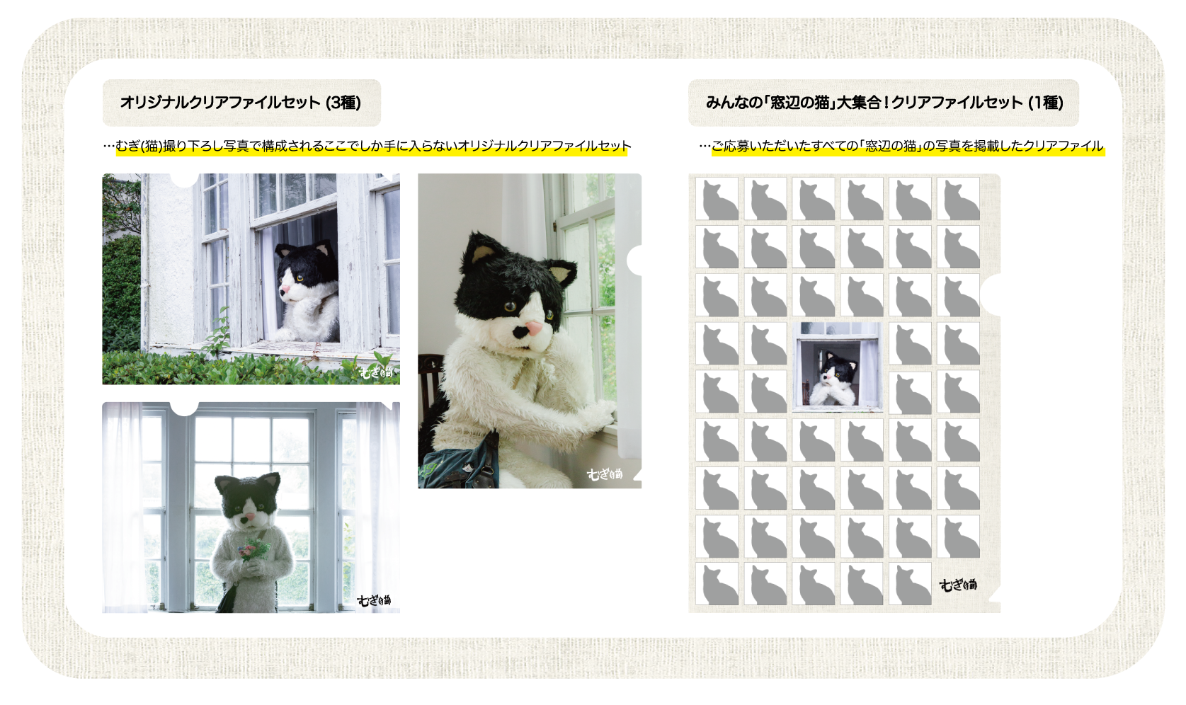 むぎ(猫) - みんなの「窓辺の猫」でミュージックビデオを作ろう！ | 音楽専門のクラウドファンディング【WIZY】ウィジー